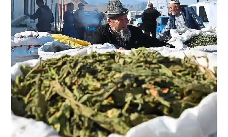 بهترین روش ترک ناس چیست و چه عوارضی دارد؟